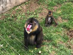 -大连森林动物园