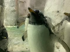-大连圣亚海洋世界