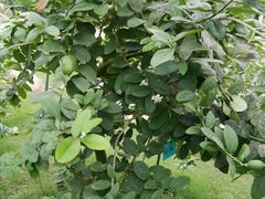 -南通洲际绿博园