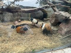 -广州长隆飞鸟乐园