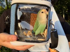 -爱侣宠医·鹦鹉专科·小型哺乳类·异宠专科(灵石路店)