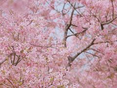 -天适樱花悠乐园