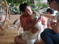 -Husky Go! 哈士奇体验馆·宠物咖啡厅狗咖