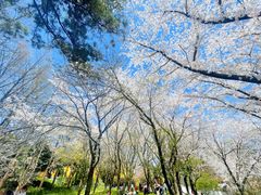 -苏州上方山国家森林公园