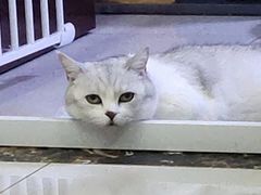 -宠颐生动物医院·心脏科·保险定点(锦阳分院)