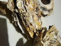 -杨氏青龙虾·羊蝎子(托乐嘉店)