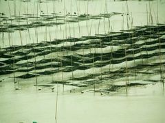 -北岐滩涂