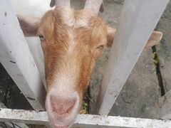 -洪湖家庭农场·团建·露营·会议