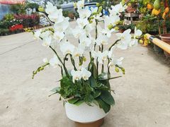 -龙大花卉苗木市场