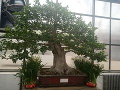 -石家庄市植物园