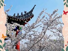 -樱花山风景区
