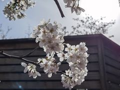 -高东镇樱花园