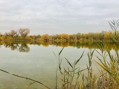 -金塔沙漠胡杨林景区