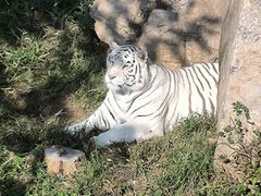 -辛玛王国游乐园