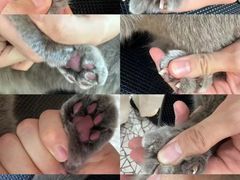 -momokira米努特·德文卷毛猫·棉花面纱犬