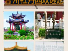 -曹州牡丹园