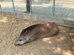 -西霞口神雕山野生动物世界