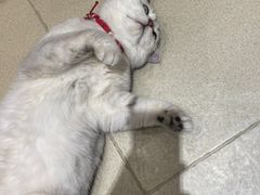 -藏猫猫咖啡主题馆(中央大道店)