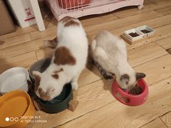 -Cappucimeow猫咪咖啡馆(韦伯时代店)