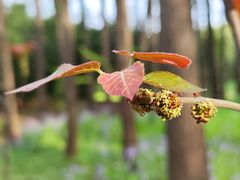 -上海共青森林公园