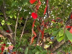 -祥源·阜阳生态乐园