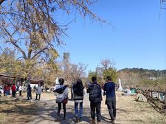 -千年银杏谷文化旅游区