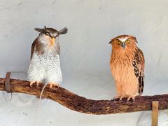-吉隆坡雀鸟公园