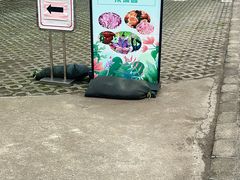 -上海鲜花港