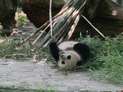 -都江堰中华大熊猫苑
