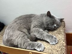 -有猫主题·治愈系猫咖(曾厝垵店)