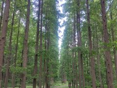 -黄海国家森林公园