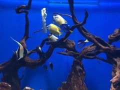 -烟台海昌鲸鲨海洋公园