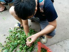 -南汇老顾农家乐采摘大团水蜜桃采摘店