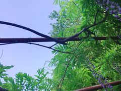 -嘉定紫藤园