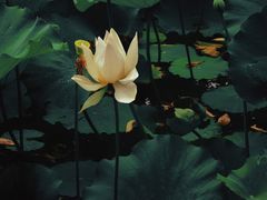 -上海醉白池公园