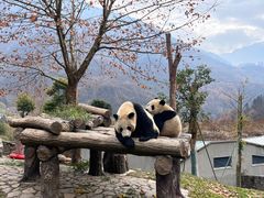 -卧龙中华大熊猫苑神树坪基地