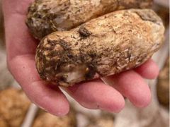 -鳥喜Toriki怀石烧鸟料理