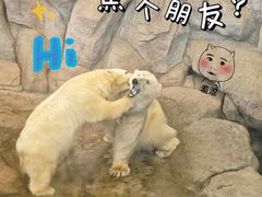-西安曲江海洋极地公园