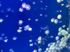-海合安武汉极地海洋公园