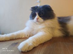 -李小姐の猫咖啡馆(五角场店)