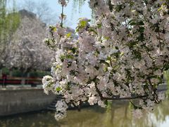 -海棠花溪(元大都城垣遗址公园)