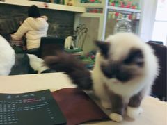 -猫色咖啡·猫咖