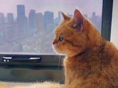 -猫腻·猫咖·撸猫馆(星光大道店)