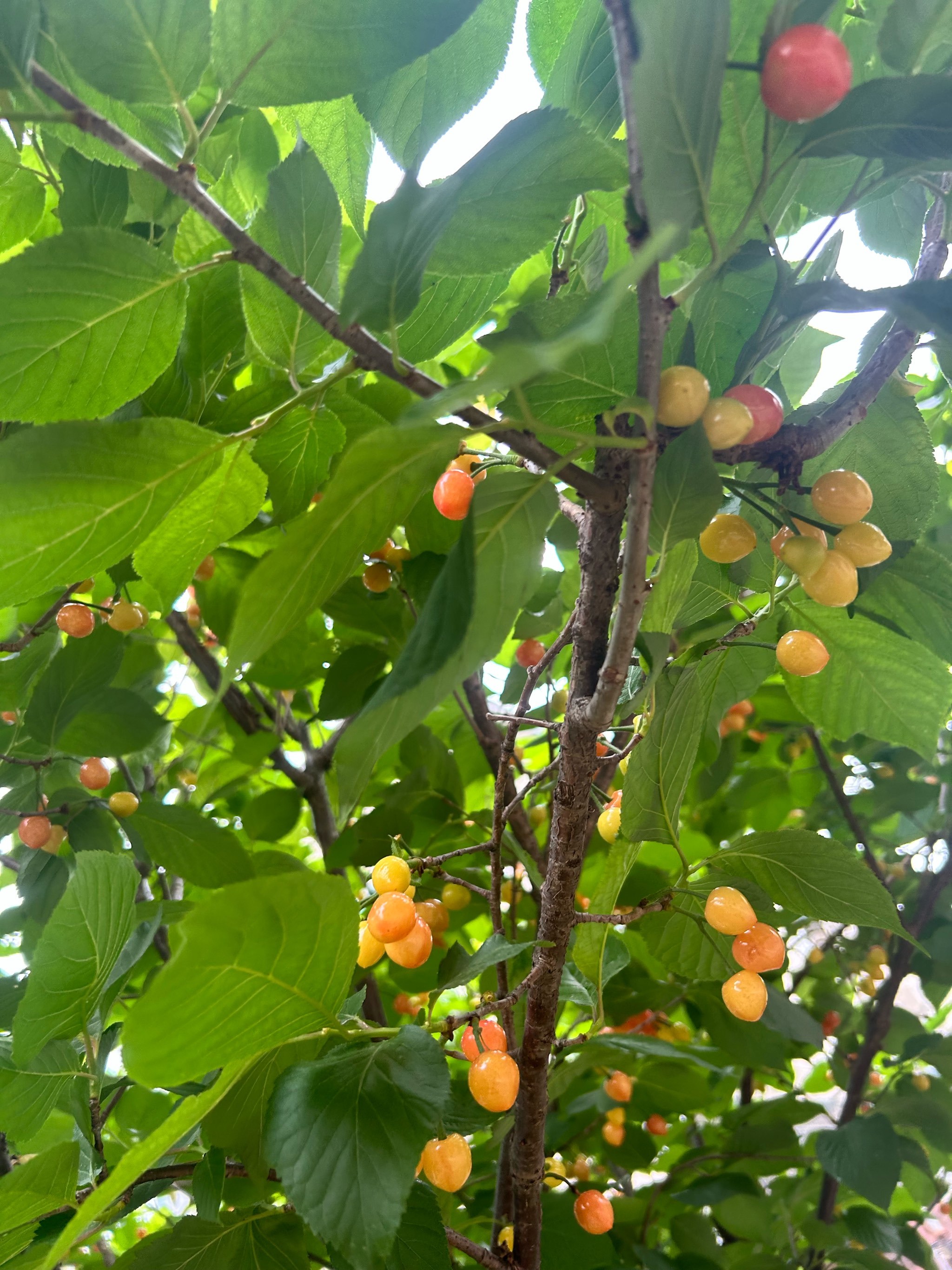 小区里的樱桃树