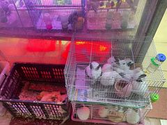 -朝来春花卉市场