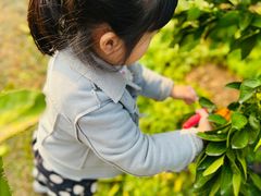 -前小桔亲子创意农场·草莓采摘·露营烧烤