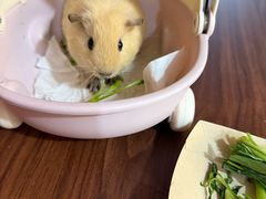 -楼上猫咖(罗湖店)