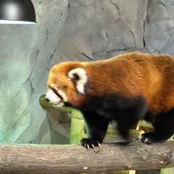 -Zoolung Zoolung动物主题公园(海信广场店)