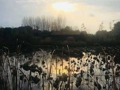 -溱湖国家湿地公园