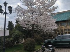 -武汉大学-樱园